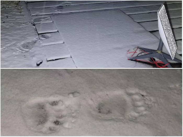 One Starlink user discovered a bear had got close to his dish after paw prints were left in the snow nearby.