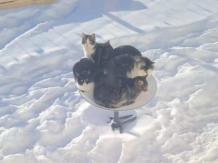 Cats have found Starlink dishes to be a warm and cosy place to curl up, especially when there