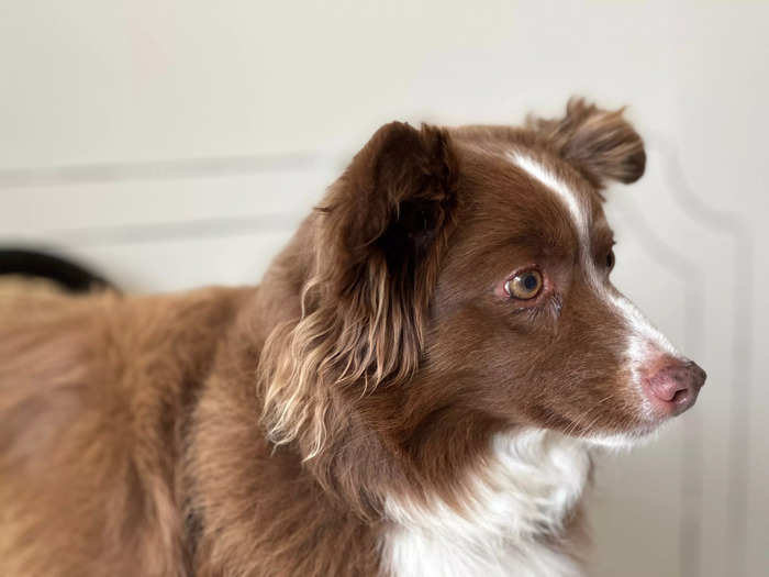 By now, Heidi understood that this experience was truly for her. She stood quietly on her chair anticipating what might come next. Other dogs in the space behaved similarly.