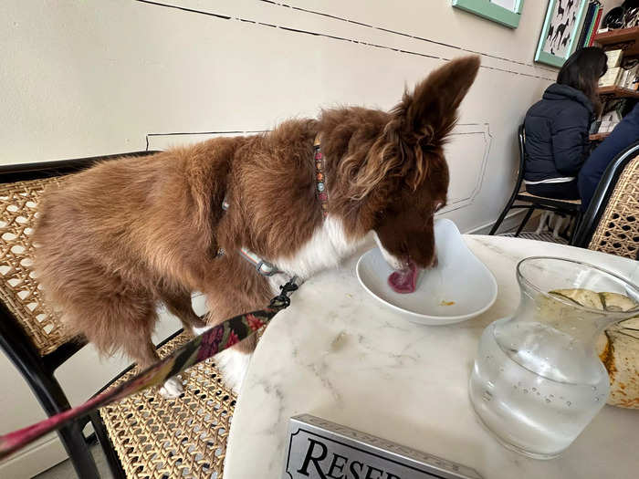 Her trepidation lasted only seconds as she realized it was all for her. She finished the broth and quickly ate three pieces of cooked chicken breast in one bite each. It took her about 90 seconds to finish the dish.