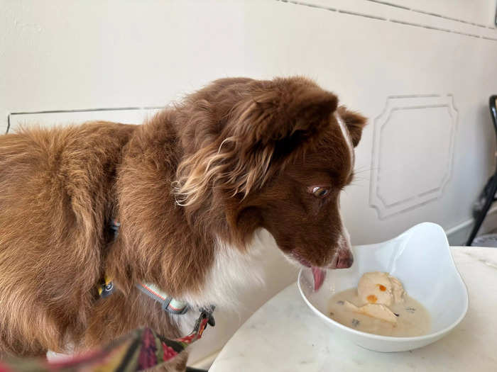 At first, Heidi seemed confused  about eating the food off of the table. She started by hesitantly licking the broth, looking at me for permission every few licks, but clearly excited.