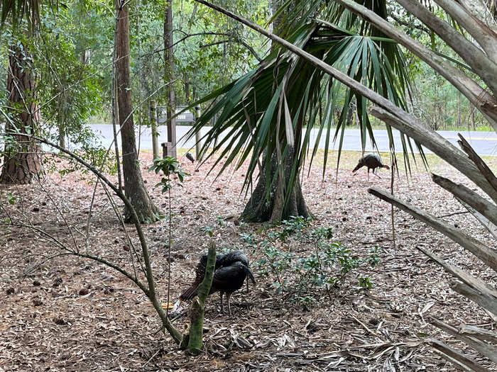 I noticed wildlife almost immediately after we arrived at the campsite.