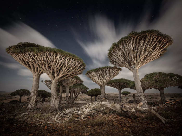 These dragon blood trees only grow in the high plateaus of Socotra Island, in the Indian Ocean.