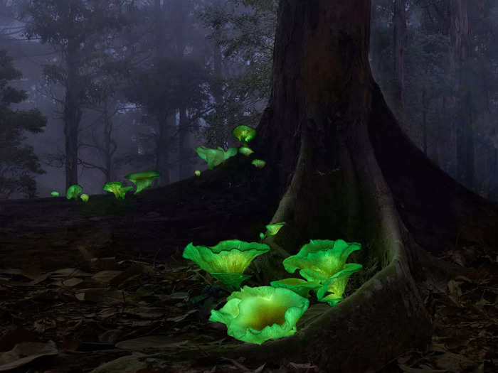 Another bright pop of color, in another forest, comes from bioluminescent Omphalotus Nidiformis, nicknamed 