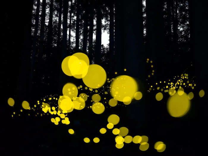 Fireflies in Japan create contrast, standing out as circles of bright yellow light against the dark forest.