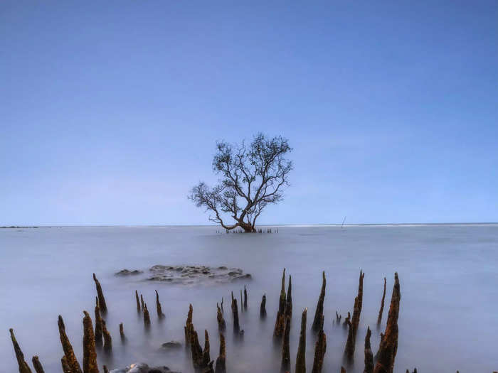 A layer of fog gave an eerie glow to this mangrove tree in Lamongan, East Java.