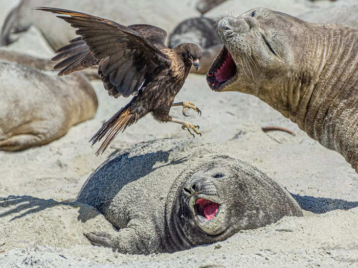 This elephant seal had to fight off a striated caracara that was trying to attack her calf.