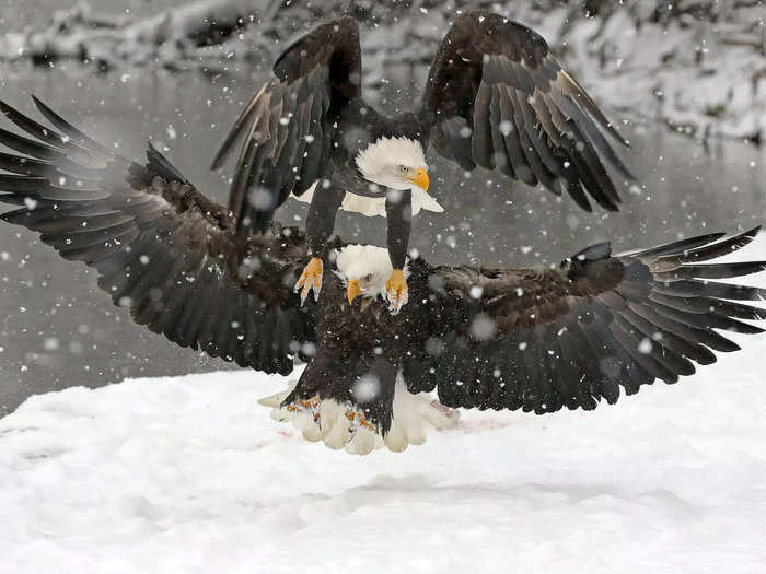 These eagles were fighting, too — over a piece of salmon, according to the photographer.