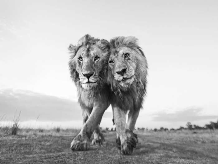 Other photos capture animals in the wild — like this pair of lions rubbing heads. The one on the right is clearly older than the left lion.