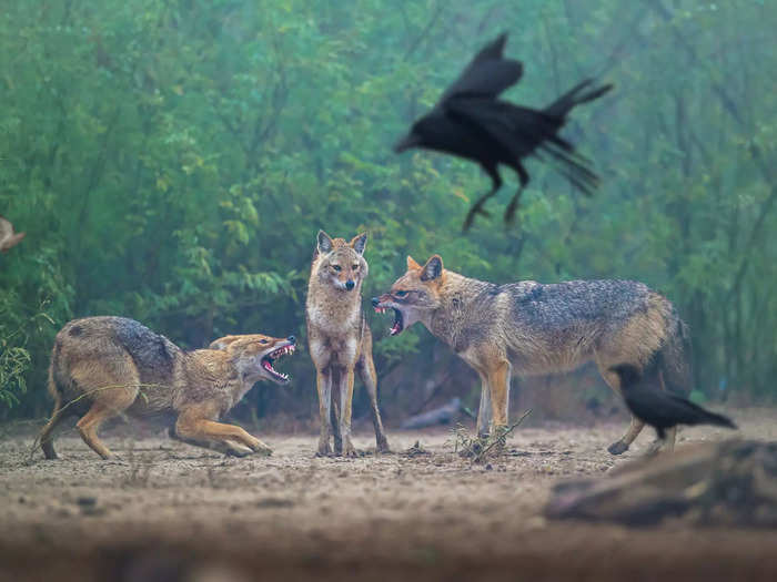 The Nature Conservancy announced the winners of its annual photo contest on September 29.