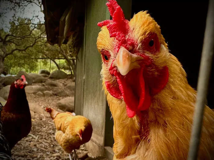 The 7-acre garden and chicken coop on the Golden Door property exemplifies Singapore Airlines