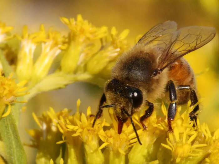 Seidenwurm harvests the bees