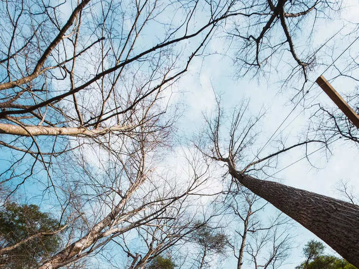 The Canopy Crew can build its treehouses higher in trees in part because of their small size.