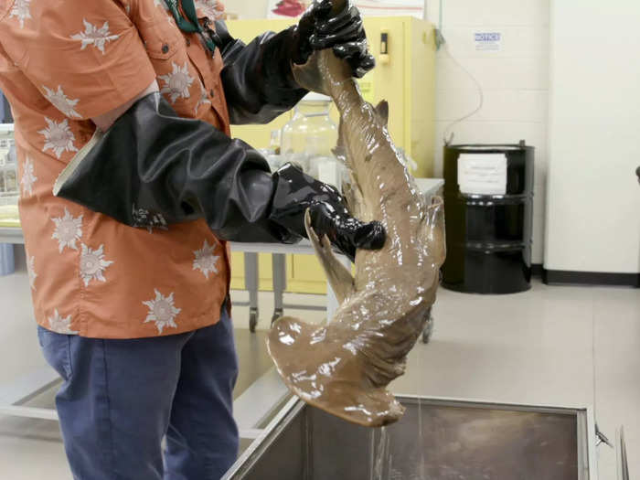 These are shown to private tour groups as samples of the wild things at the museum. Like this bonnethead shark, the only known omnivorous shark species.