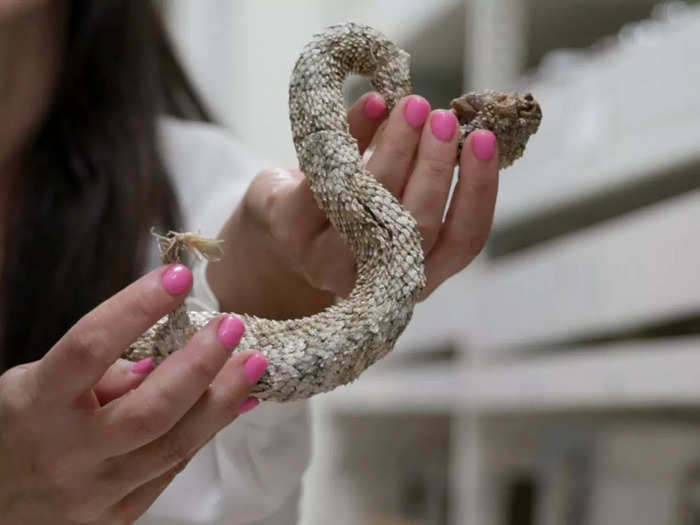 The museum even keeps some valuable specimens under lock and key. This rare spider-tailed horned viper was used to describe a brand-new species.