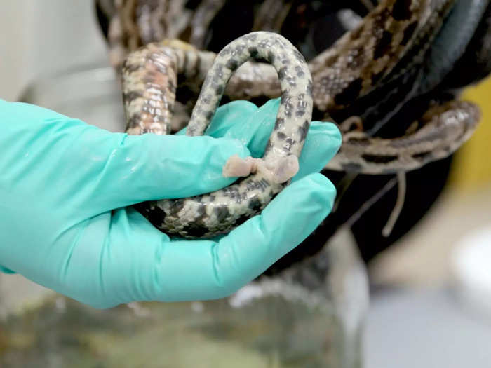 Even abundant specimens like common water snakes have some interesting features. Those pale pink lumps are the snake