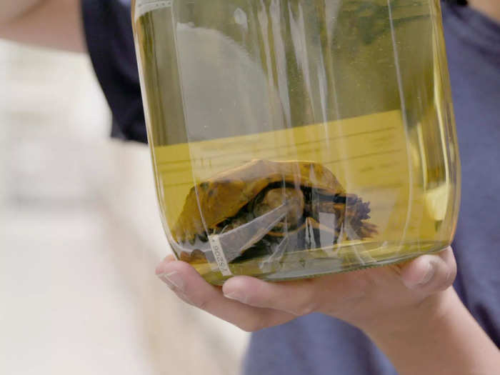 Many specimens are one-of-a-kind. This endangered Ryukyu black-breasted leaf turtle is alone in the collection; the museum will probably never get another.