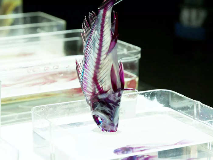 When researchers want to look at the skeleton of small fish, they