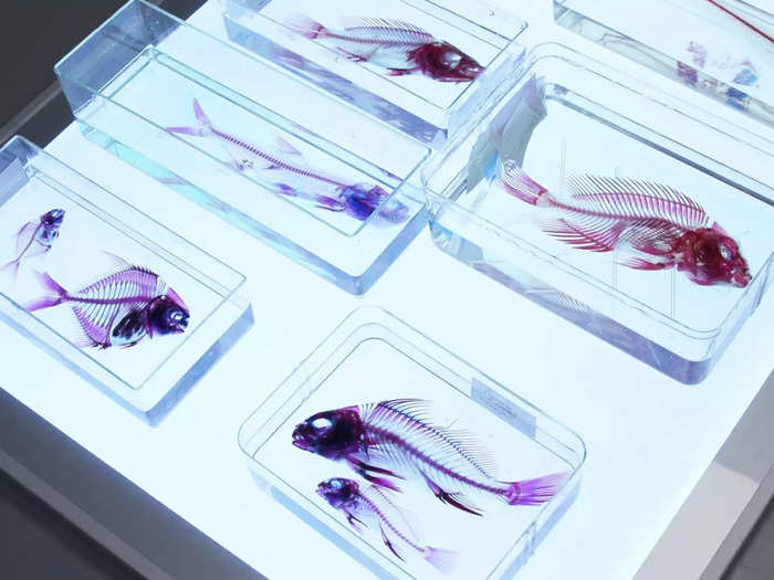 Most specimens in the wet collection are kept looking as life-like as possible, but these altered fish serve a specific purpose.