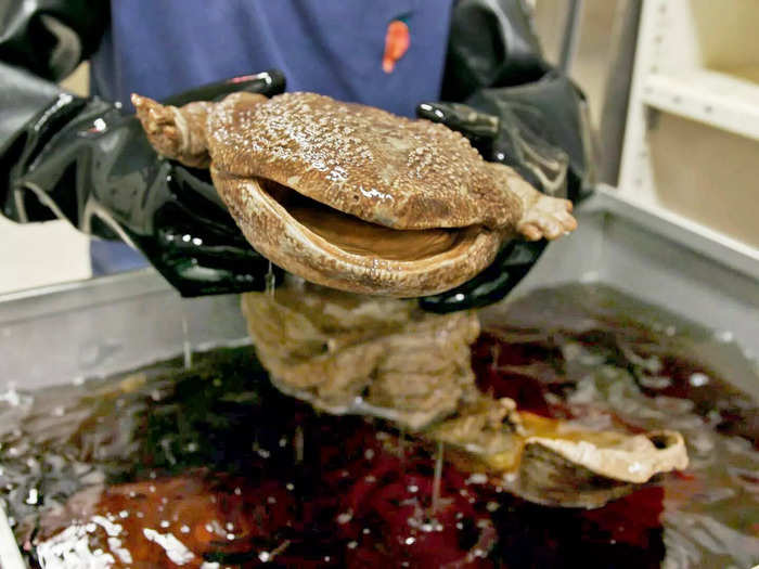 Chinese and Japanese giant salamanders fill another tank. Thanks to the salamanders