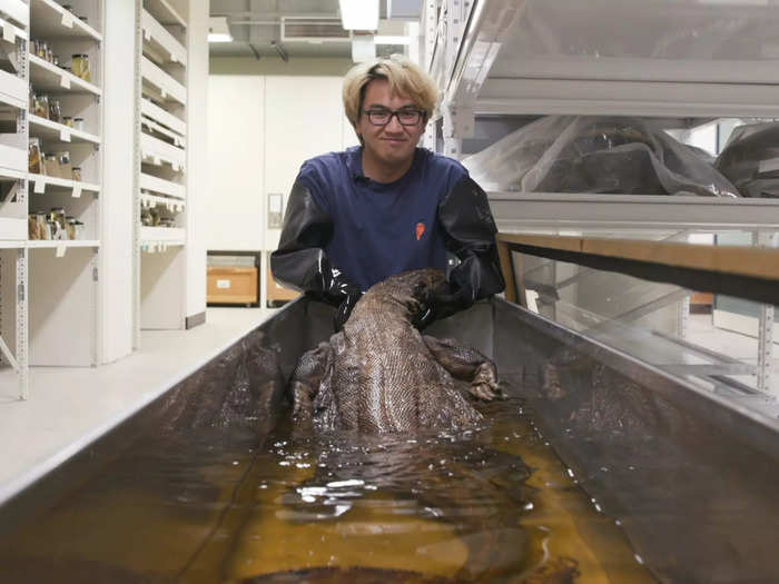 It takes weeks to prepare a large Komodo dragon. She joined two other female dragons in a custom-made tank filled with alcohol.