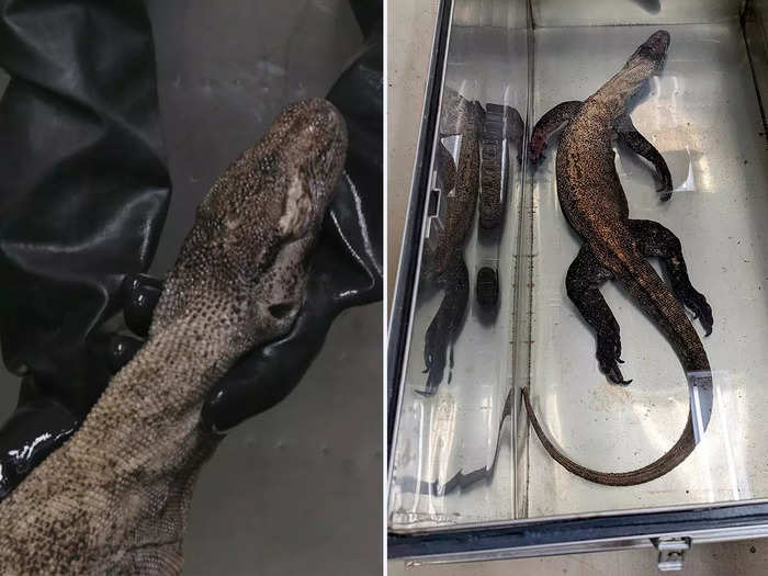 I got the chance to see Assistant Collections Manager Josh Mata add a new specimen to the collection — a female Komodo dragon.