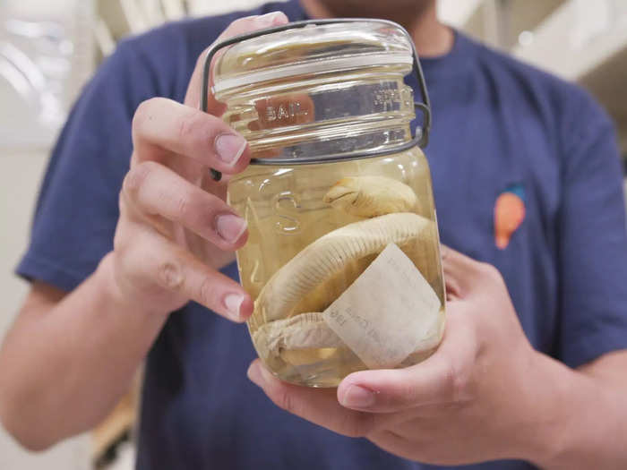 An ideal alcohol ratio of 70% keeps specimens as true to life for as long as possible. This shielded worm lizard is almost 200 years old and hasn