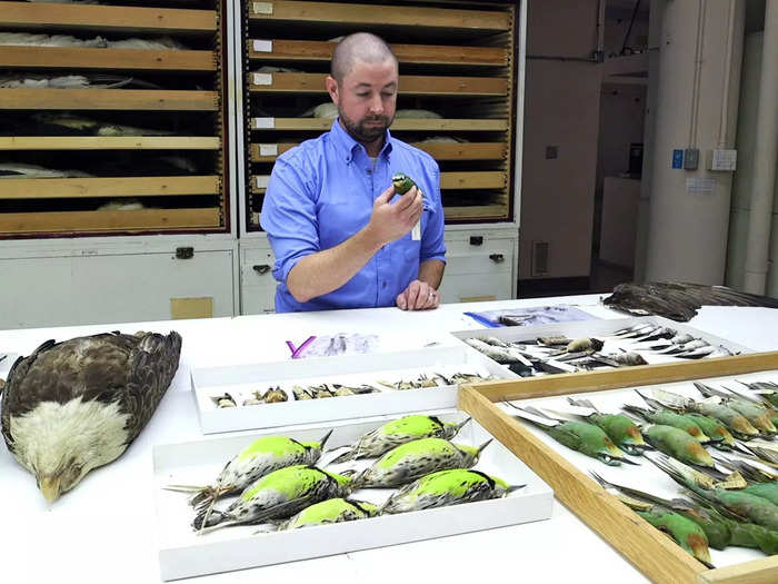 All these specimens are timestamps of the present bird population and help create a record for future researchers.