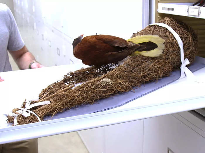 Oropendola birds are best known for making extravagant, teardrop-shaped nests that hang on top of trees.