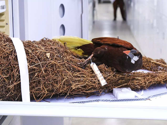 But the museum also tries to preserve the homes of birds. This oropendola bird and its nest is one of the biggest nests in the collection.