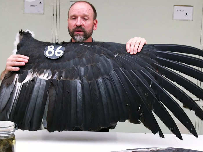 Many wings were received through partnerships with government agencies, like this California condor wing.