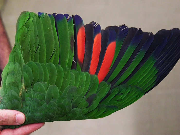 This wing is from an Amazon parrot. The feathers change colors as it moves in different light.