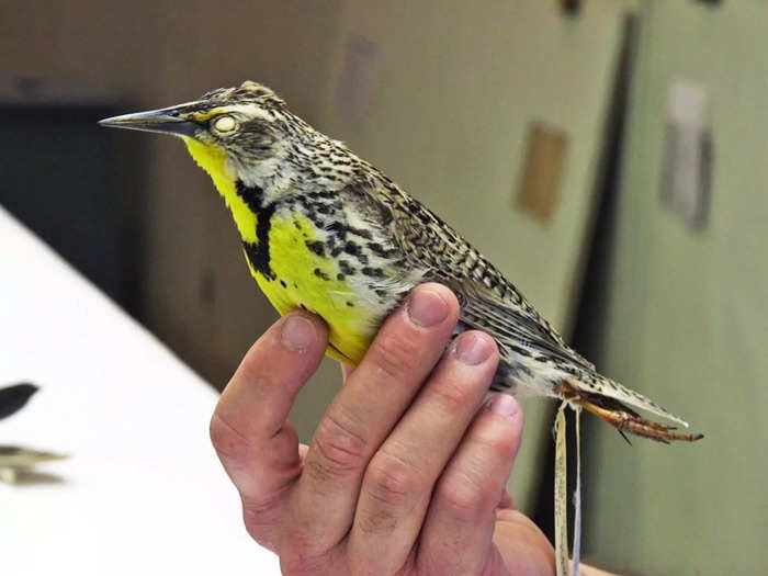 The most commonly hit birds in North America are ones attracted to grasslands, like meadowlarks. Their back feathers blend into the grass, making them harder to spot.