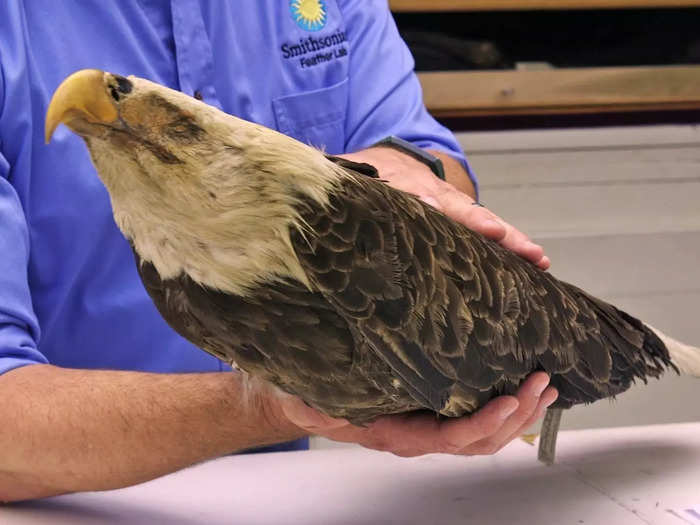 The largest birds to get hit by airplanes have been bald eagles.