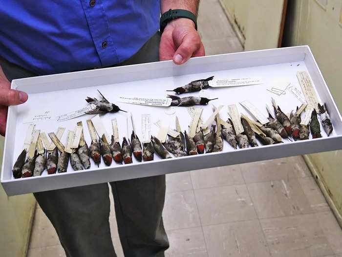 The Lab typically gets about 10,000 samples per year, sometimes finding birds as small as these ruby-throated hummingbirds.