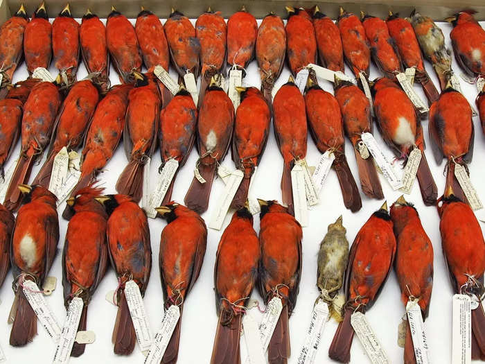 Extensive collections are helpful for the Bird Identification Lab, which identifies birds killed from airplane strikes to help reduce accidents.