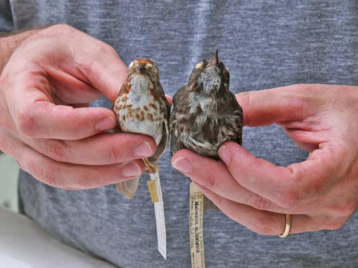 The song sparrow on the left is from Arizona, and the one on the right is from the Aleutian islands in Alaska.