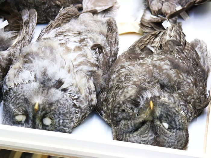 But the museum aims to gather several of the same specimens for research, too, like these great grey owls.