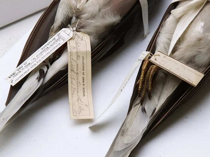 The last known passenger pigeon was a female at the Cincinnati Zoo; she