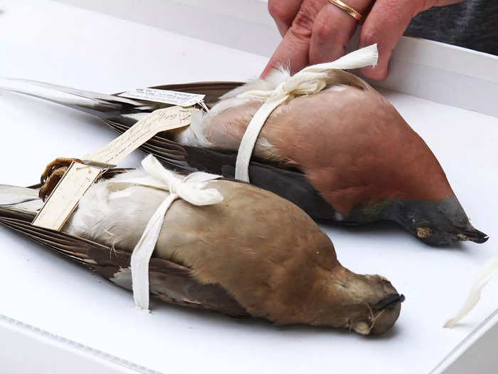 Sometimes, the museum only has a few rare birds. These passenger pigeons are one of the few species where we know the exact time of extinction: September 1, 1914, at 1 p.m.