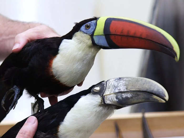 The top toucan was taxidermied with glass eyes and a painted bill for an exhibit. The bottom toucan is a skins specimen for research.