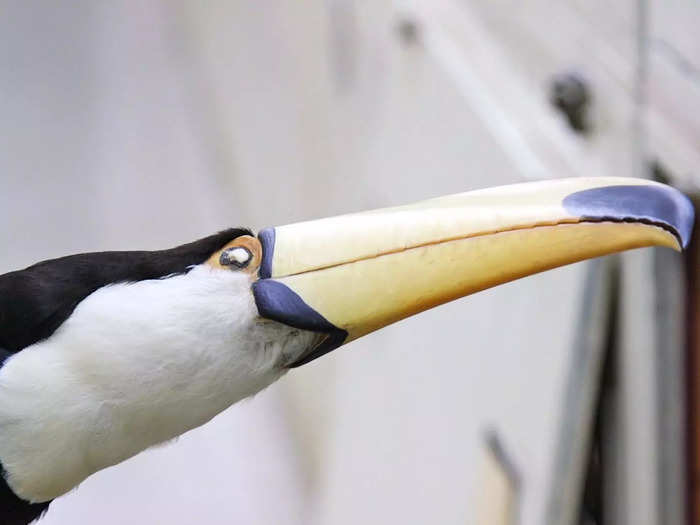 One thing you’ll notice: These birds are missing their eyes. Since these aren’t for display, glass eyes aren’t needed to make them lifelike.