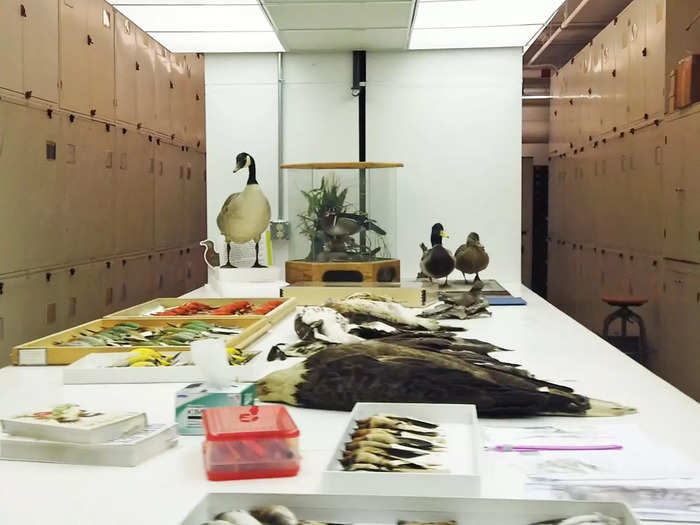 The skins collection are birds with their insides removed. There are 2,000 specimen cases here, filled with bird skins stuffed with cotton.