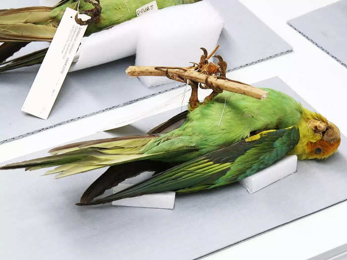 Specimens can be a time capsule to an ecosystem that no longer exists. These extinct Carolina parakeets were native to the eastern United States and would