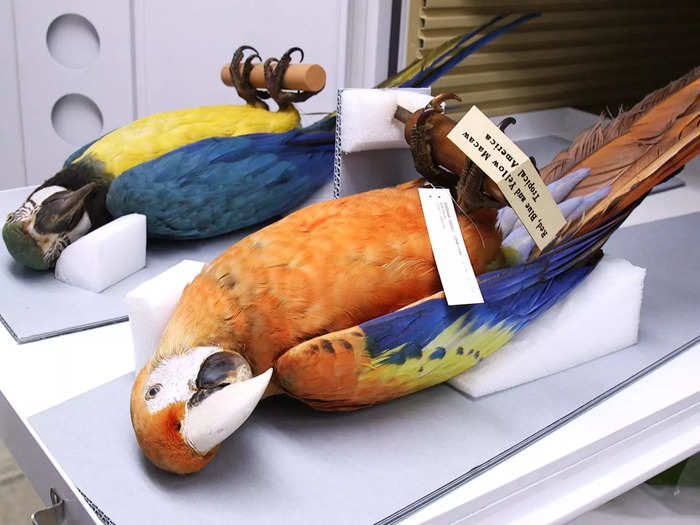 These macaws, found in tropical America, have been taxidermied. Feathers retain their color, but the birds may need glass eyes and paint touch-ups.