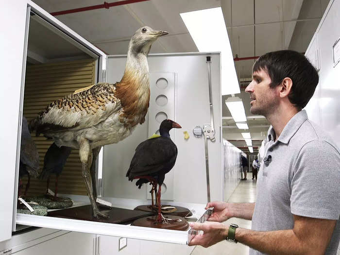 This huge bustard bird is one of the heaviest flying birds in the world. An average adult male weighs 30 pounds.