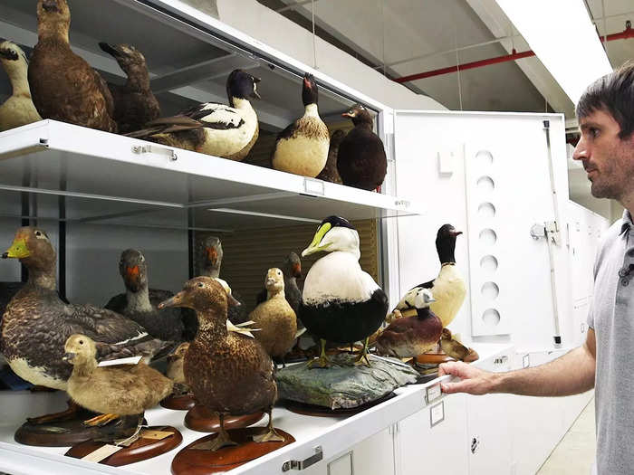 The collection includes seven categories: mounted birds, skins, skeleton, fluid, eggs, nest, and genetics.