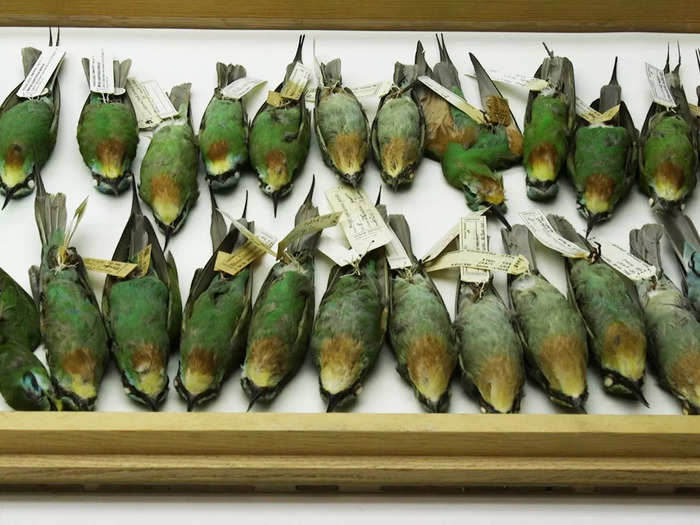 This bird collection is one of the largest in the world. It