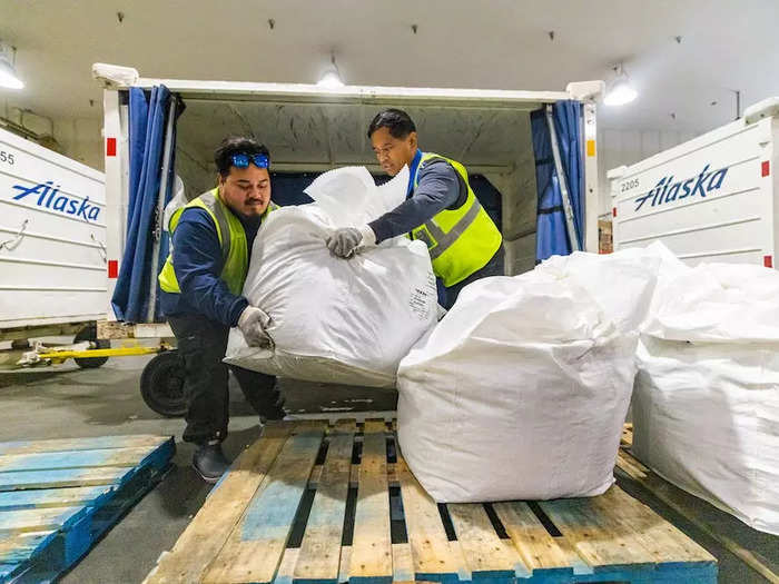 Alaska air cargo crews loaded the freshly-harvested crops onto waiting planes and shipped the hops non-stop to Maui and Anchorage.