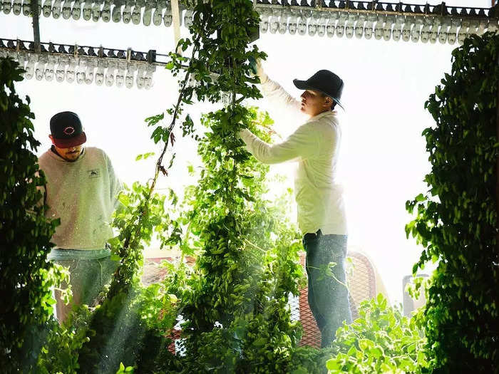 Harvested hops were bagged, loaded into refrigerated trucks, and driven to Seattle-Tacoma International Airport.